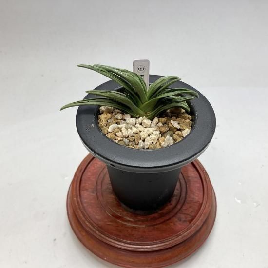 羅紗系 - 田哲園・万年青おもとのお店