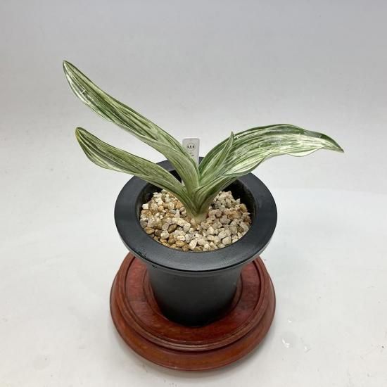 根岸の松　斑入り　万年青　御写真の子ぬき苗 万年青 根岸の松 斑入り ぬき苗 - メルカリ