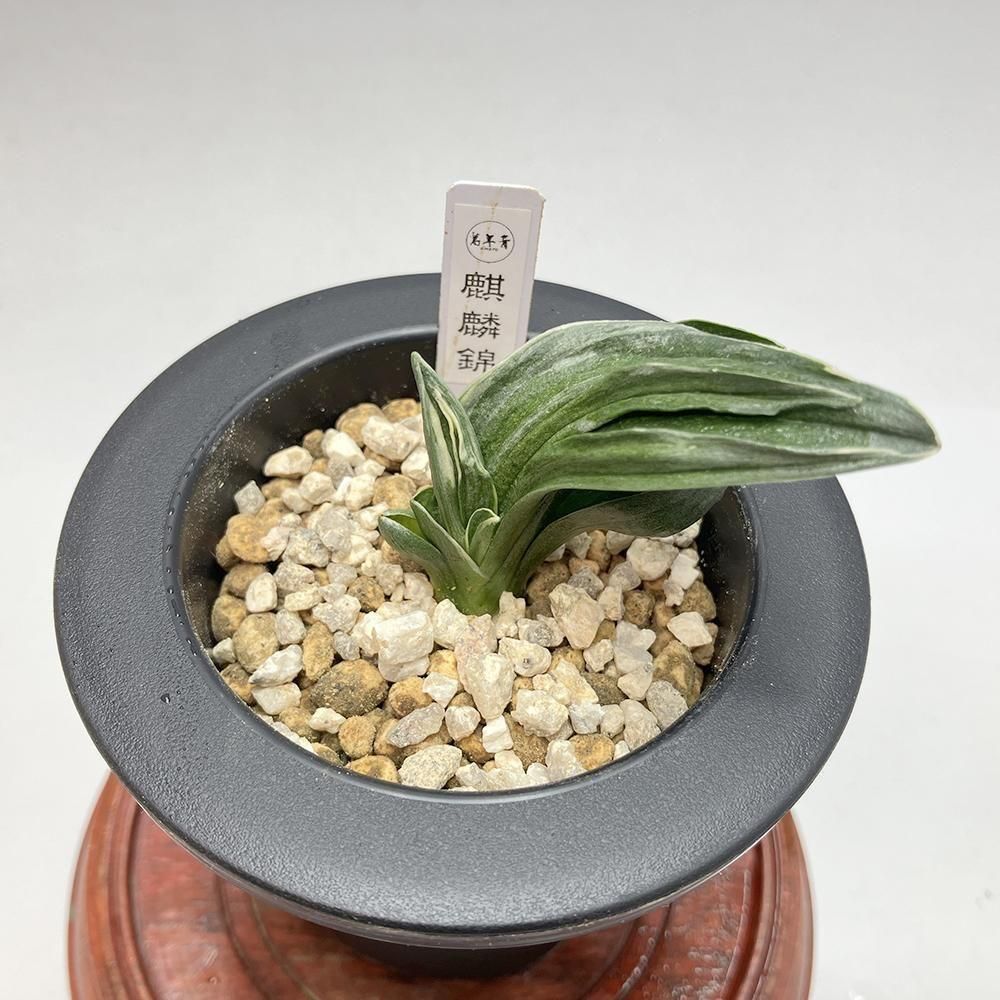 r17 麒麟錦(きりんにしき)【熨斗二面から雅糸竜🌱】【2才苗】 - 田哲園