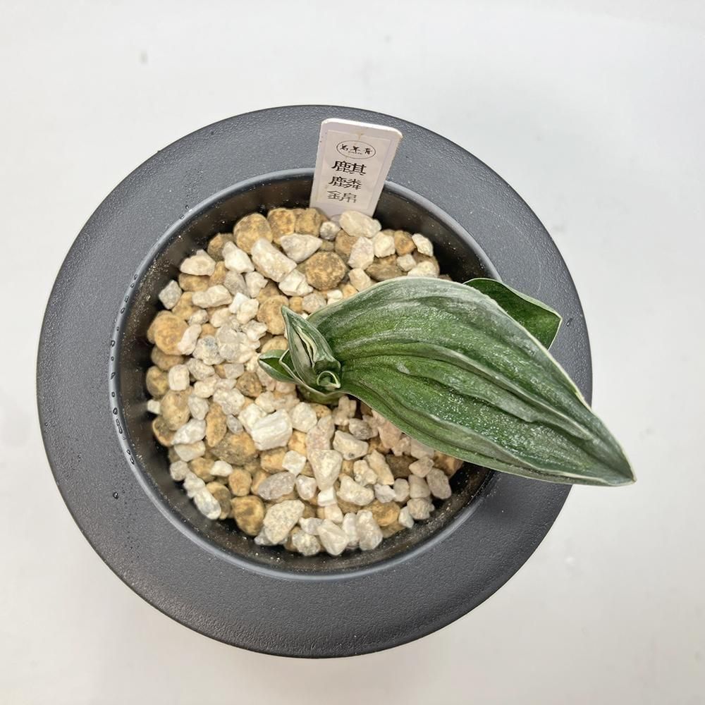 r17 麒麟錦(きりんにしき)【熨斗二面から雅糸竜🌱】【2才苗】 - 田哲園