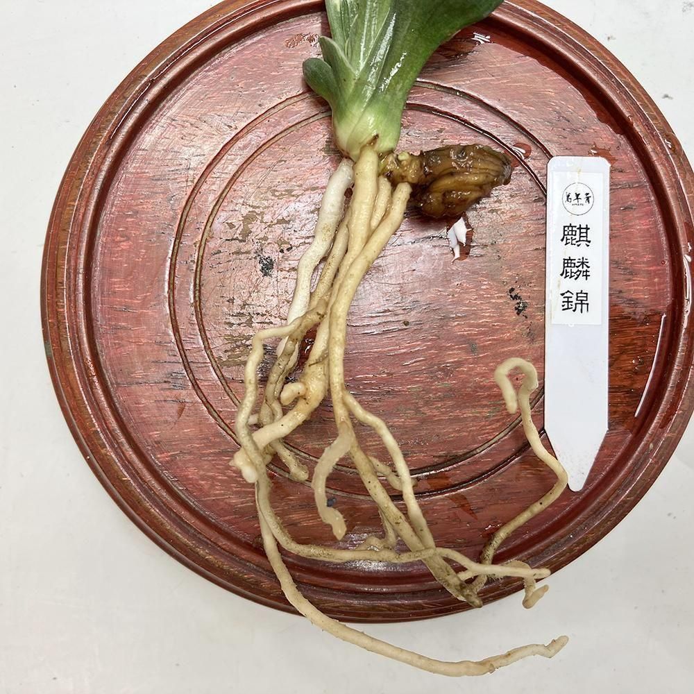 r17 麒麟錦(きりんにしき)【熨斗二面から雅糸竜🌱】【2才苗】 - 田哲園