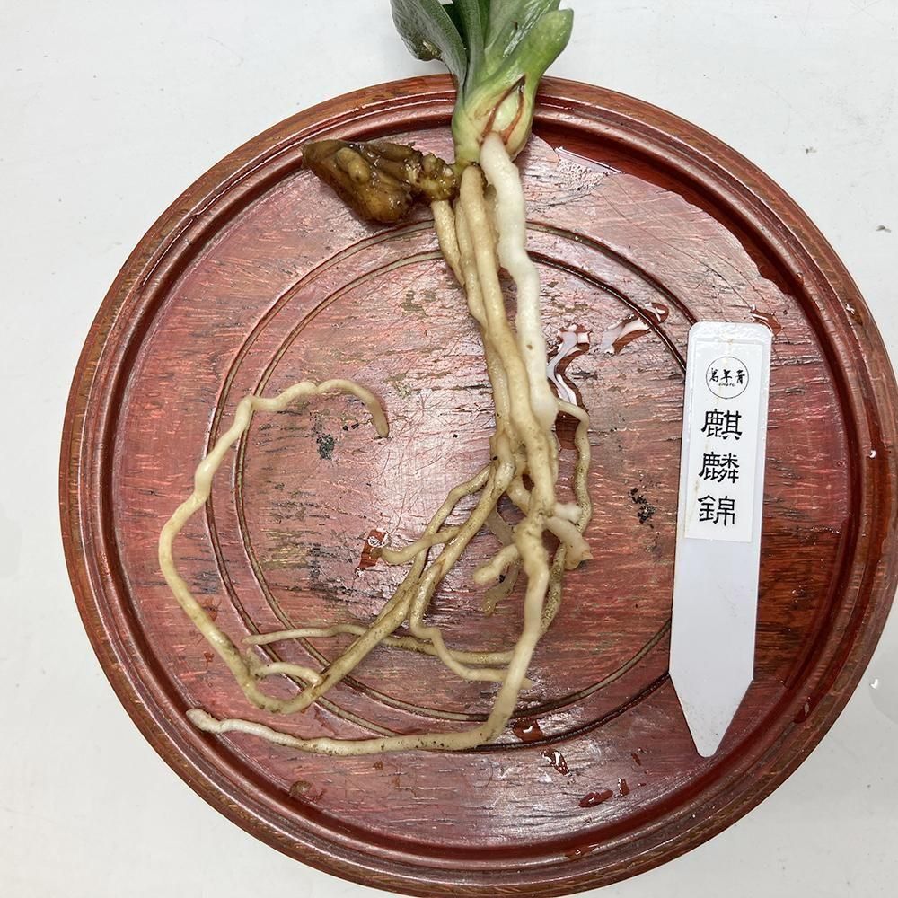 r17 麒麟錦(きりんにしき)【熨斗二面から雅糸竜🌱】【2才苗】 - 田哲園