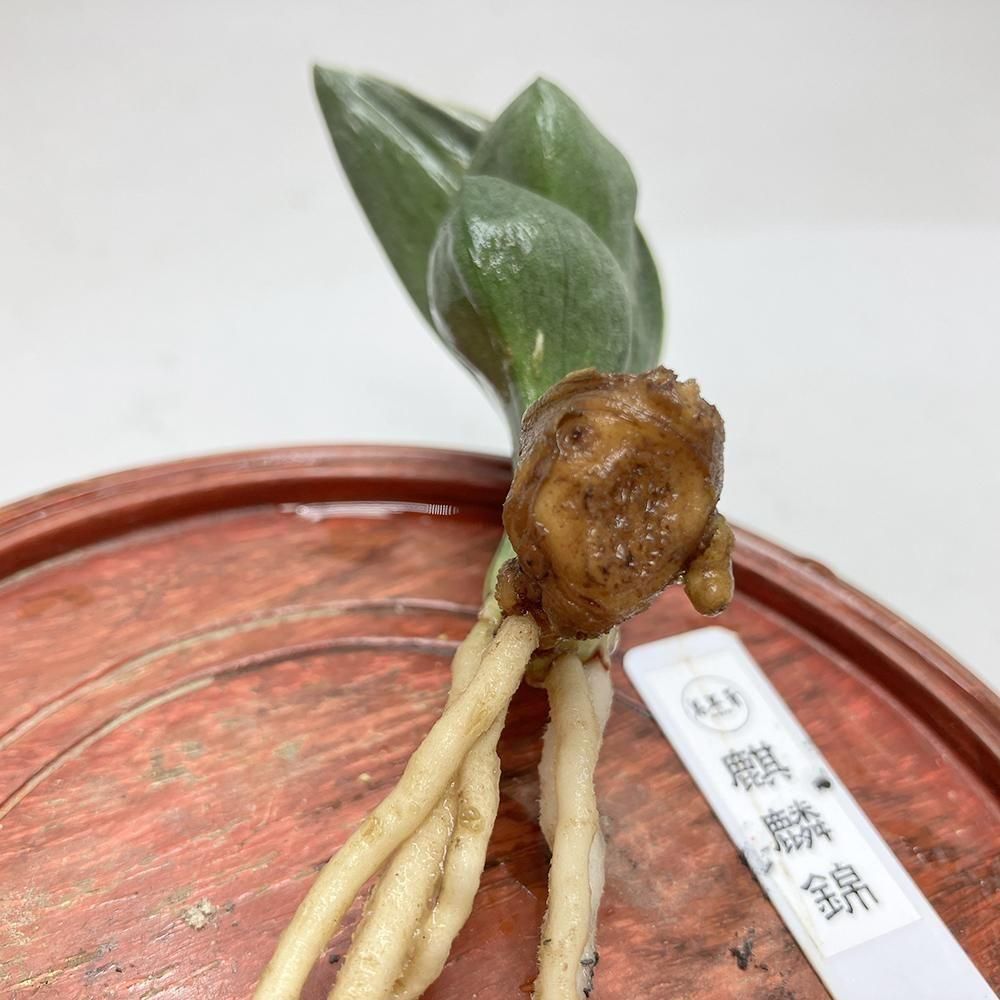 r17 麒麟錦(きりんにしき)【熨斗二面から雅糸竜🌱】【2才苗】 - 田哲園
