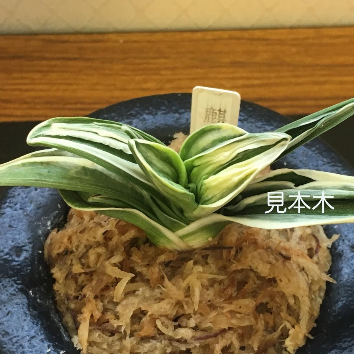 万年青　オモト　錦麒麟　麒麟冠　　　ラスト出品 錦麒麟 (きんきりん) Kinkirin – おもとの豊明園（ほうめいえん）