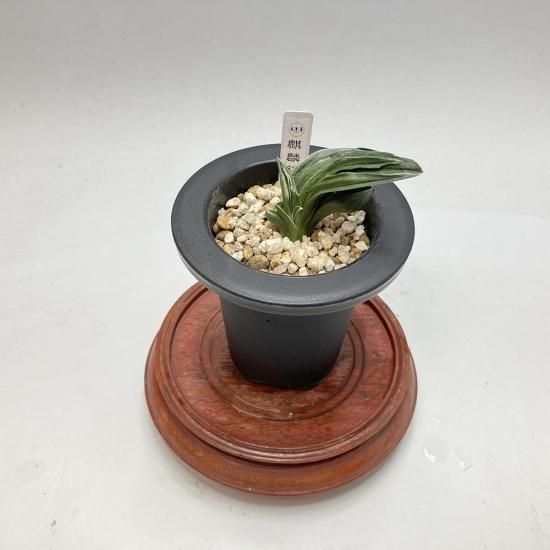 羅紗系 - 田哲園・万年青おもとのお店