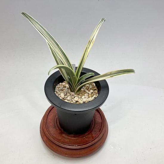 商品検索 - 田哲園・万年青おもとのお店