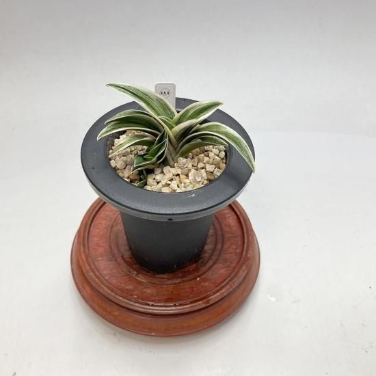 羅紗系 - 田哲園・万年青おもとのお店