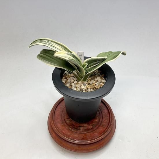 
r20 ϰ(礯)<br>-緿ӡաε🌱<br>3͡