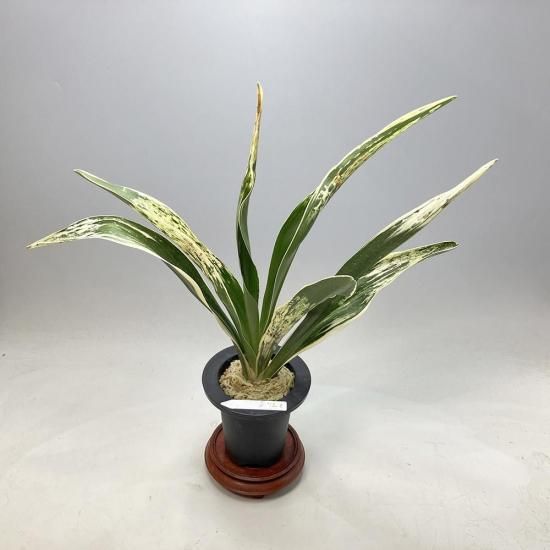 野生の万年青 Repotting Evergreens | Nishiki Pot/3D Printed Pot | Shikunshi