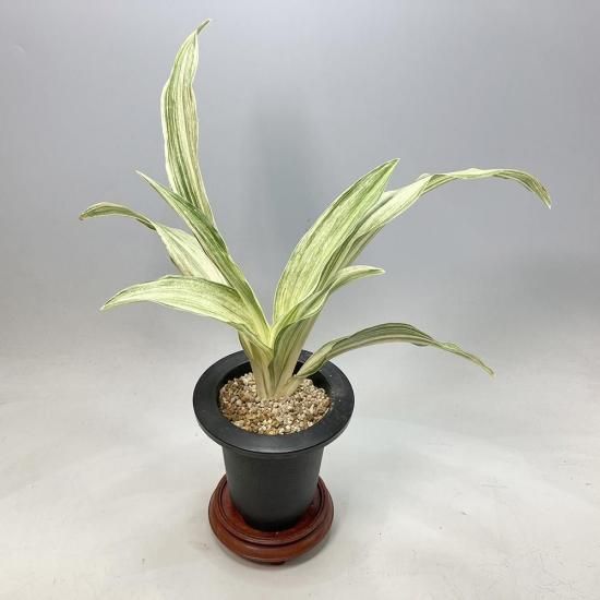 
o4 ˱(ۤ)<br>ڻáոƩ🌱<br>ڰѤ2͡