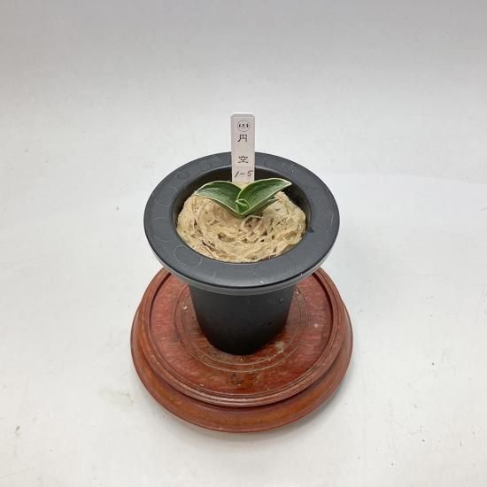 
r21 ߶(󤯤)<br>ڴաε🌱<br>ڰ᤭ġ