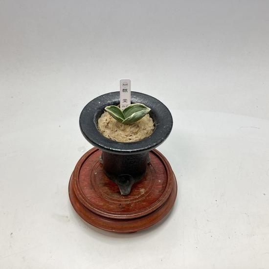 
r22 Ʋ(ɤ)<br>ʿաʤءε🌱<br>ڰ᤭ġ