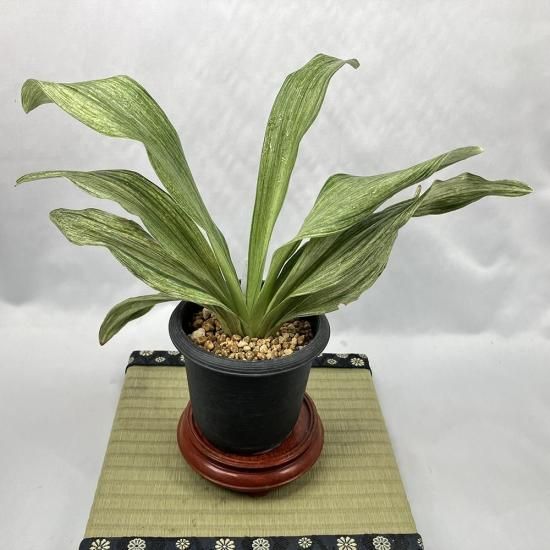 m5 ɥ<br>(ɤ)<br>áäΡ🌱<br>2ͳҡ