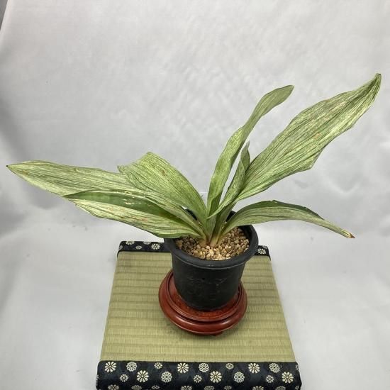 m6 ɥ<br>(ɤ)<br>áäΡ🌱<br>2ͳġ