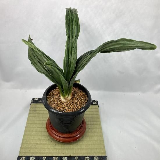 m7 VC0<br>(֤)<br>ڼӤΡ🌱<br>4ͤ餤