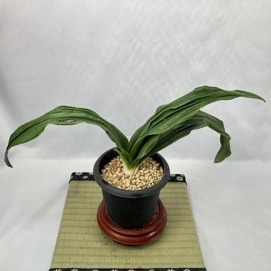 m8 OT94<br>(Ƥ94)<br>ںǹΡ🌱<br>2͡