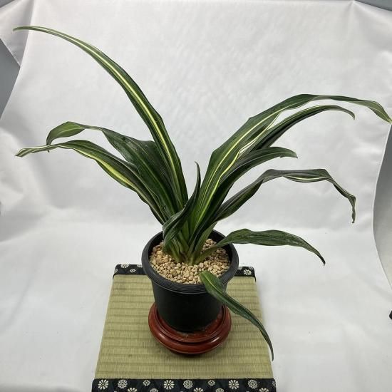 m9 VC6<br>(֤6)<br>ڼӤΡ🌱<br>2ͳҡ