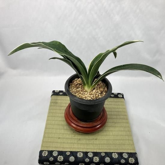 m10 <br>(礦ۤ)<br>ڼӤ🌱<br>2͡