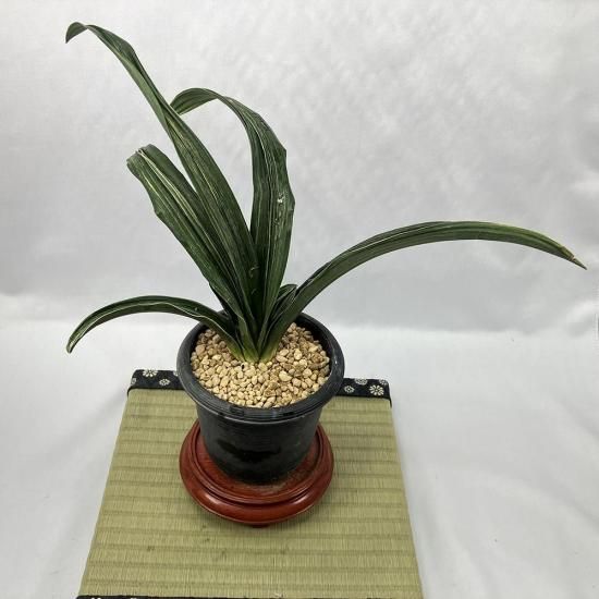 m11 101<br>()<br>ڼӤ🌱<br>ڼʴޤ2͡