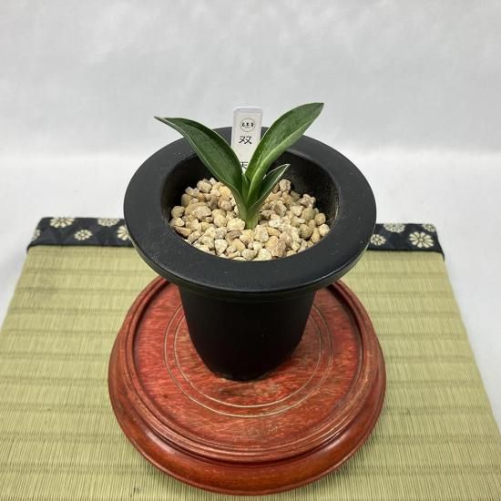 万年青「国宝錦」 おもとギャラリー