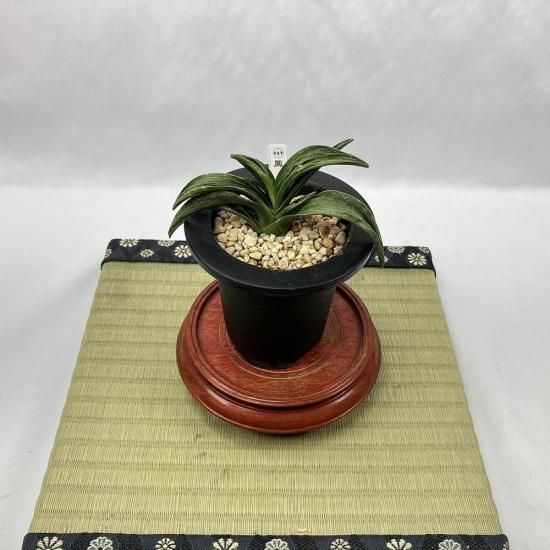 r24 ˱(ۤ)<br>ڸ🌱<br>4͡