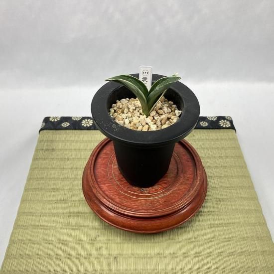 
r25 (礯Ǥ)<br>淿ޤ겼ε🌱<br>ڰ᤭ġ