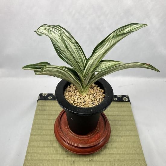 u5 Ĥξ(Τޤ)<br>áε🌱<br>ھ3͡