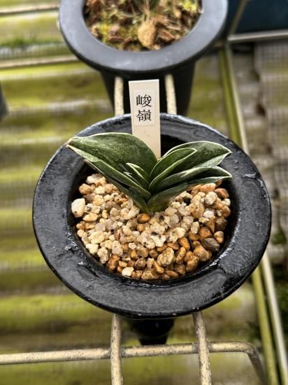 商品検索 - 田哲園・万年青おもとのお店