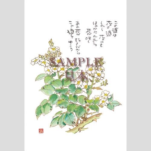 1211 絵はがき5枚セレクトシリーズ「わたしの道」 - 星野富弘詩画集ネット