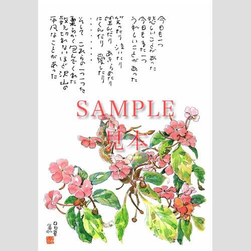 4221 絵はがき5枚組 日日草 - 星野富弘詩画集ネット