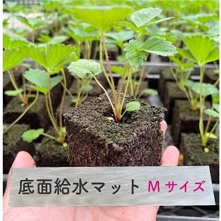 緑の湖面 91cm×122cm F.O.D｜キッズビーチクルーザー | 日本 | Feelings