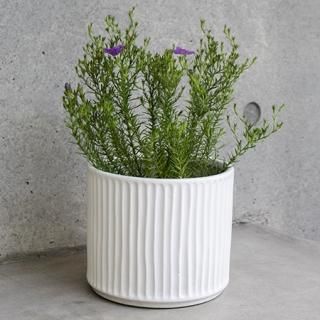 SE1002200179 ARIN POT S