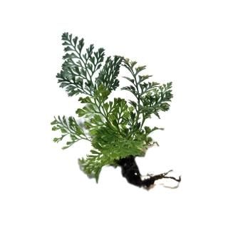 植物】テラリウム・パルダリウム用 - HIROSE WEB SHOP