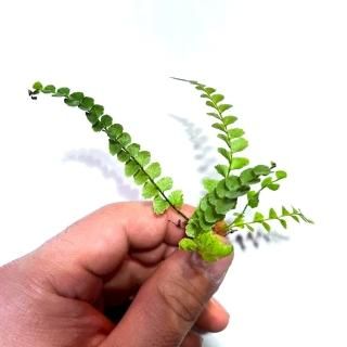 andinia nummularia 垂れ下がり系 パルダリウム 熱帯植物 原種