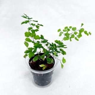 植物】テラリウム・パルダリウム用 - HIROSE WEB SHOP 植物】テラリウム・パルダリウム用 - HIROSE WEB SHOP