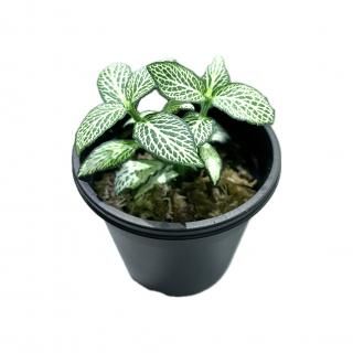 植物】テラリウム・パルダリウム用 - HIROSE WEB SHOP