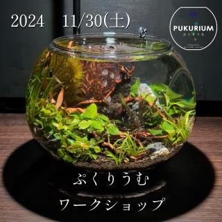 ¡Ú2024ǯ11·î30Æü³«ºÅ¡Û¤×¤¯¤ê¤¦¤àÀ½ºî¥ï¡¼¥¯¥·¥ç¥Ã¥× ¡Á¤¢¤Ê¤¿¤À¤±¤Î¥¢¥¯¥¢¥ê¥¦¥à¤òºî¤í¤¦¡ª¡Á