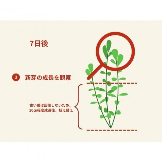 APT JAZZ｜水草栄養剤 - HIROSE WEB SHOP