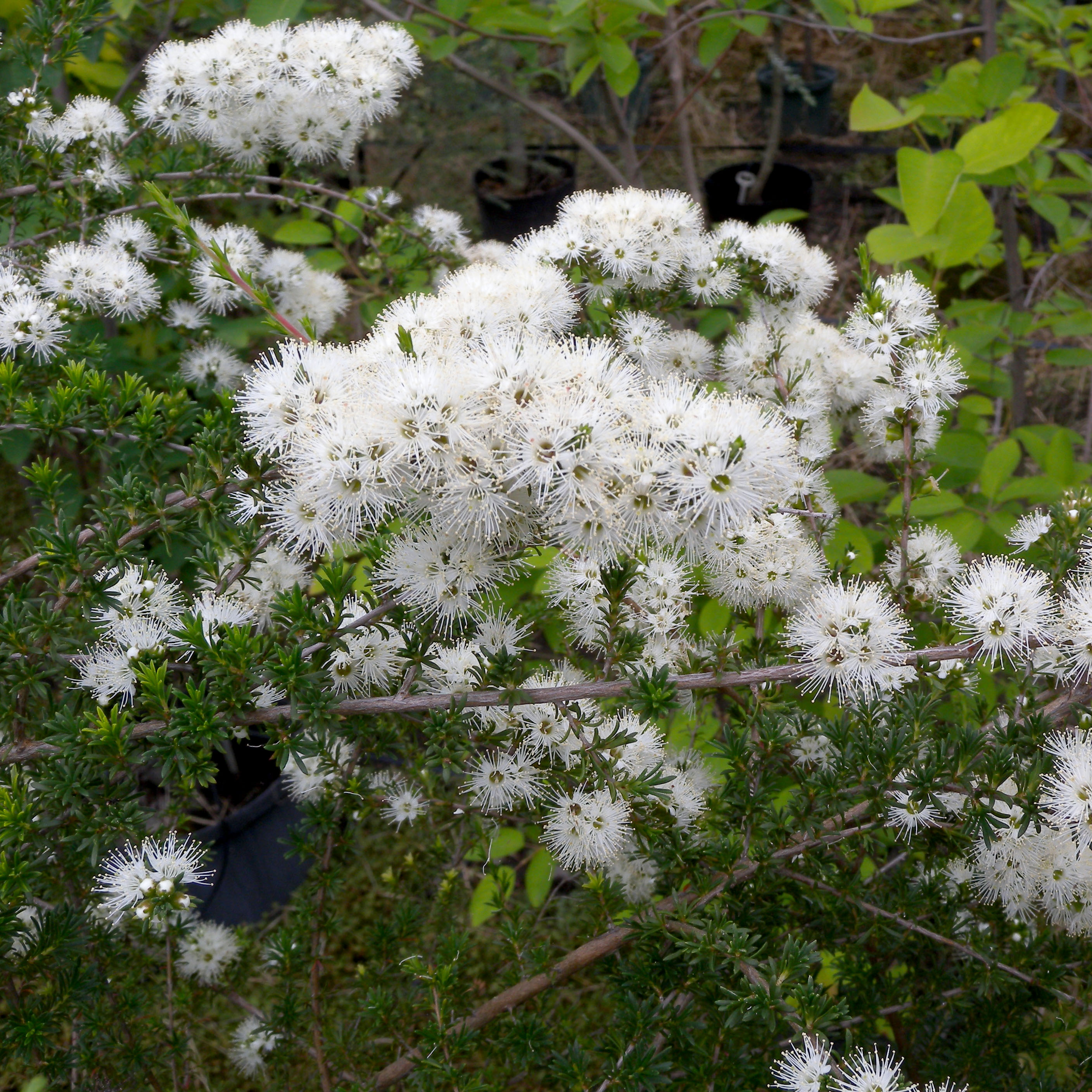 ホワイトクンゼア　花