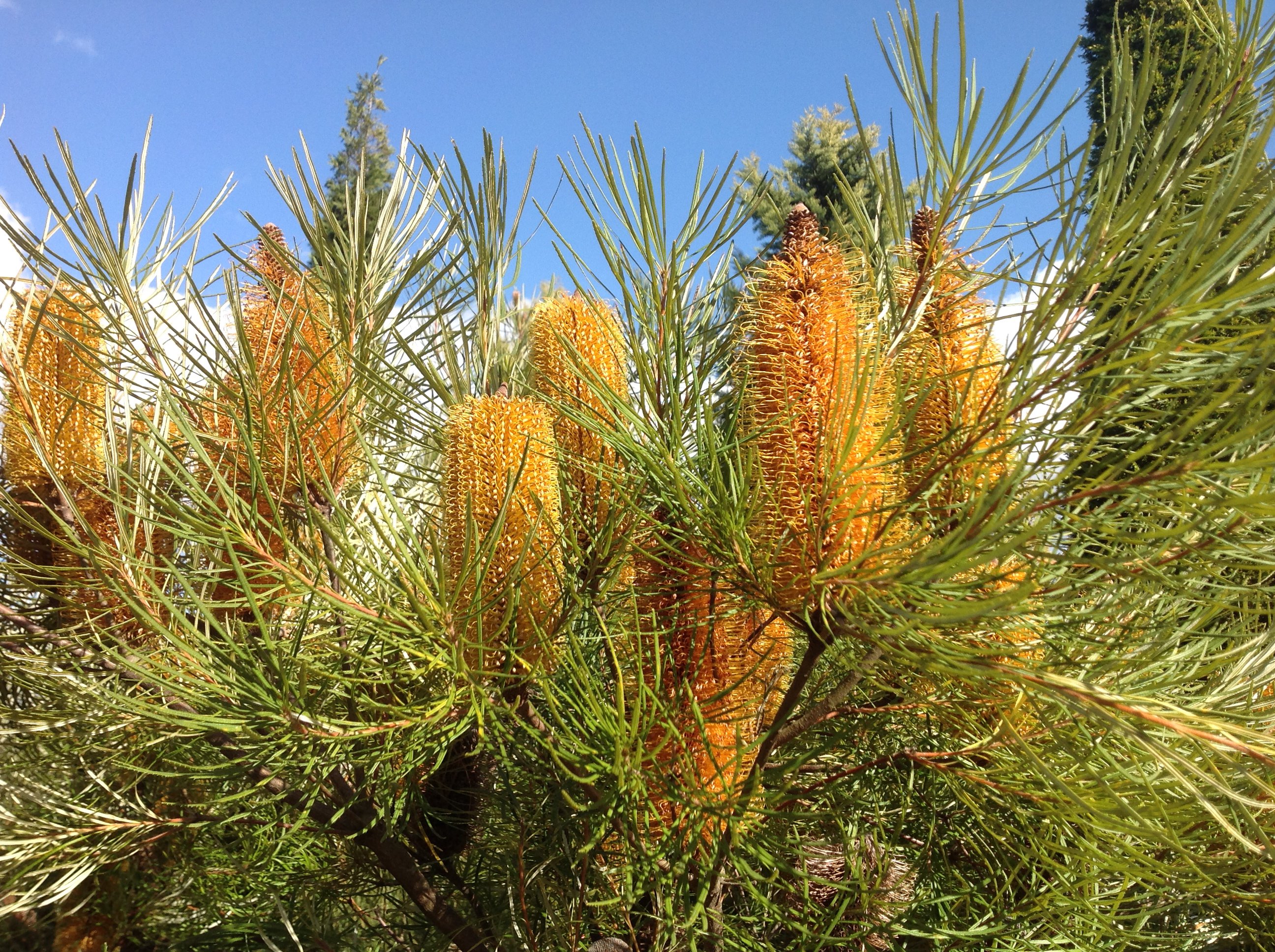 バンクシア・ヘアピン大苗・ボリューム株！ - 植物/観葉植物