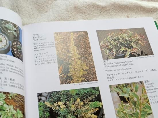 斑入植物集 | 植物図鑑 - 植木農家のお店 通販はこちら「両筑