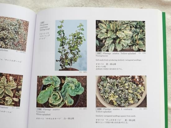 Amazon.co.jp: 斑入植物集 : 本