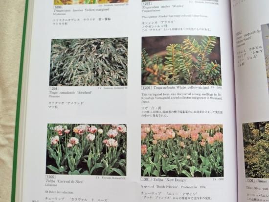 斑入植物集 | 植物図鑑 - 植木農家のお店 通販はこちら「両筑