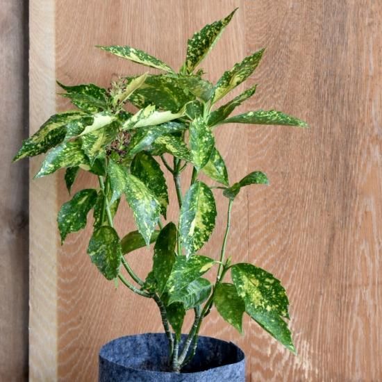 アオキ フローリッシュヒロ 斑入り植物 アオキ フローリッシュヒロ 斑入り植物