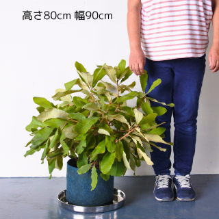 [ʪ/] ץХ󥯥  (ȭ8桡ľ24cm )ƱԲĤξʲ