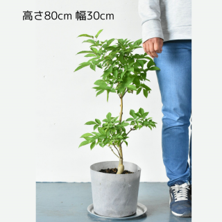  [ʪ/]⡡ꡡá(ȭ7桡ľ21cm)ξʲ