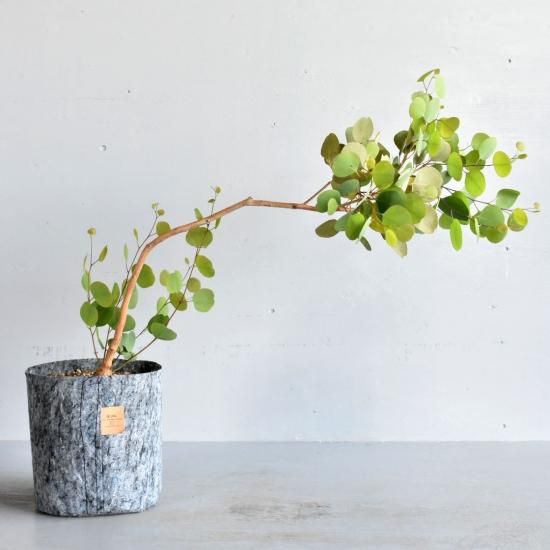 ユーカリ シルバーダラーガム オーストラリアの植物販売中 ユーカリ シルバーダラーガム オーストラリアの植物販売中