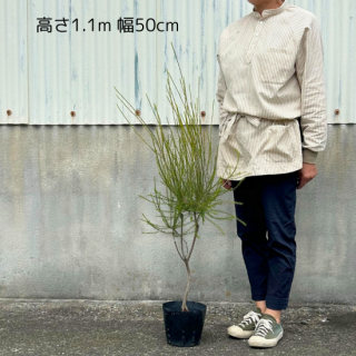 <img class='new_mark_img1' src='https://img.shop-pro.jp/img/new/icons5.gif' style='border:none;display:inline;margin:0px;padding:0px;width:auto;' />[]쥦 ߥꥹԥ󥯡18cmȭˡåȥꥢξйڤξʲ