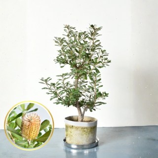 <img class='new_mark_img1' src='https://img.shop-pro.jp/img/new/icons5.gif' style='border:none;display:inline;margin:0px;padding:0px;width:auto;' />[ʪ/]ȥХ󥯥顡(8極ľ24cm)ξʲ