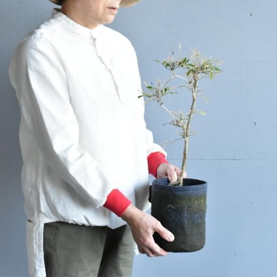 アメリカノウゼンカズラ 和光ホワイト 斑入り植物販売中 アメリカノウゼンカズラ 和光ホワイト 斑入り植物販売中